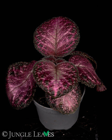 Episcia cupreata 'Malayan Gem'