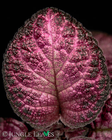 Episcia cupreata 'Malayan Gem'