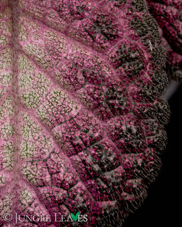 Episcia cupreata 'Malayan Gem'