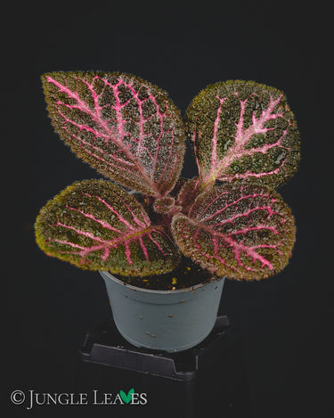 Episcia cupreata 'Pink Acajou'