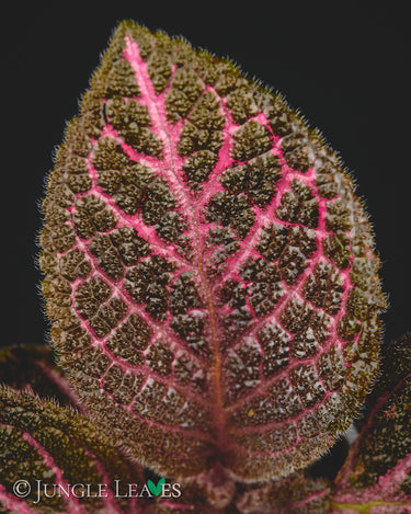 Episcia cupreata 'Pink Acajou'
