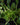 Episcia dianthiflora