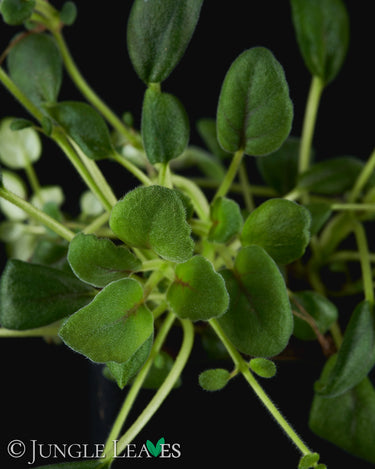 Episcia dianthiflora