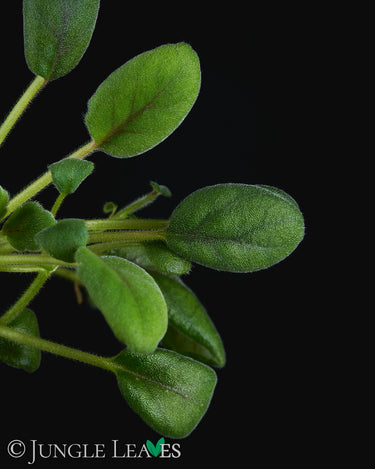 Episcia dianthiflora