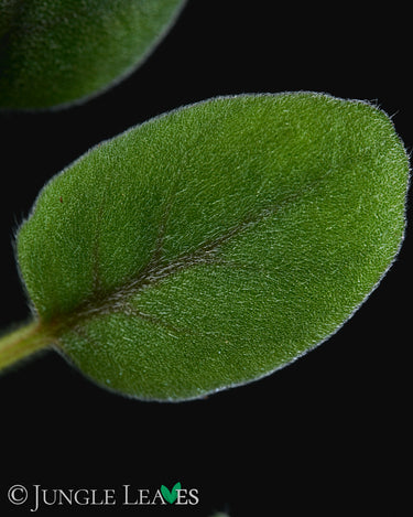Episcia dianthiflora