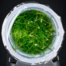 Eriocaulon cinereum in vitro