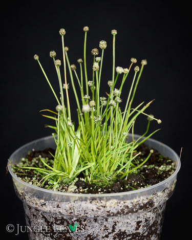 Eriocaulon cinereum in vitro
