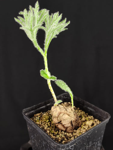 Eriospermum paradoxum "Haasklossie"