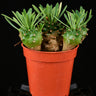 Euphorbia bupleurifolia x susannae