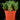 Euphorbia bupleurifolia x susannae
