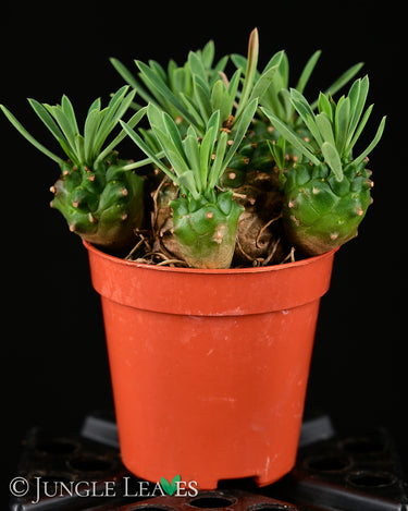 Euphorbia bupleurifolia x susannae