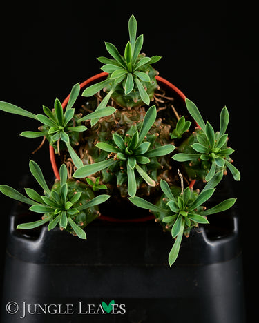 Euphorbia bupleurifolia x susannae