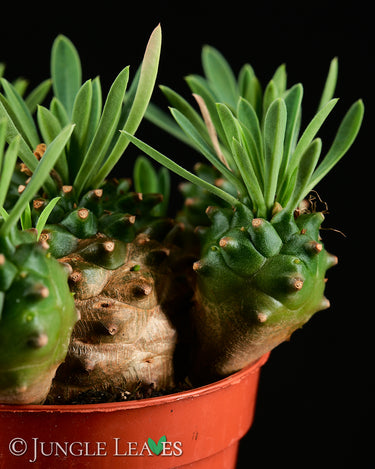 Euphorbia bupleurifolia x susannae