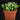 Euphorbia globosa