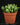 Euphorbia globosa