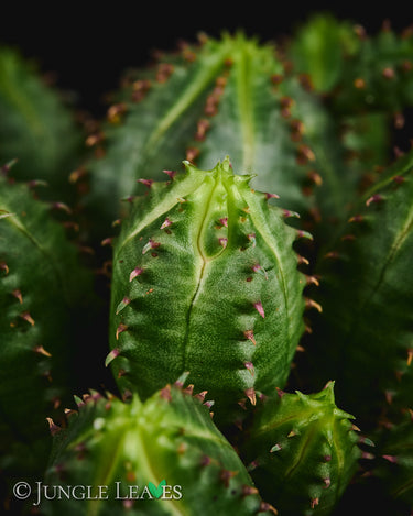 Euphorbia globosa