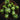 Euphorbia globosa
