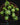 Euphorbia globosa