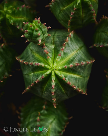 Euphorbia globosa