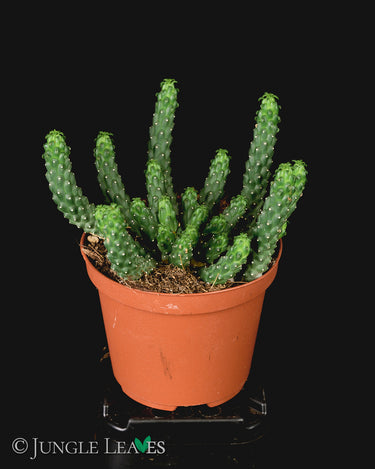 Euphorbia inermis