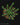 Euphorbia inermis