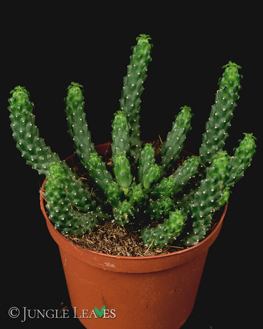 Euphorbia inermis