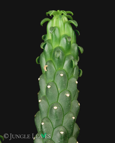 Euphorbia inermis