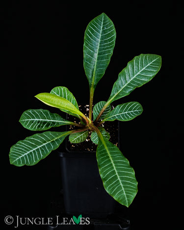 Euphorbia leuconeura (Spuckpalme)