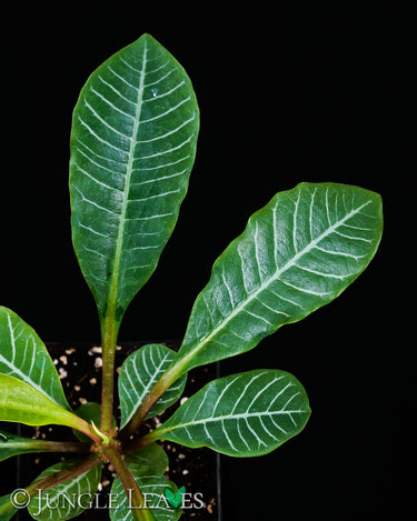 Euphorbia leuconeura (Spuckpalme)