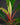 Growing tip