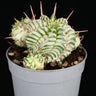 Euphorbia meloformis 'Variegata'