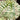 Euphorbia meloformis 'Variegata'