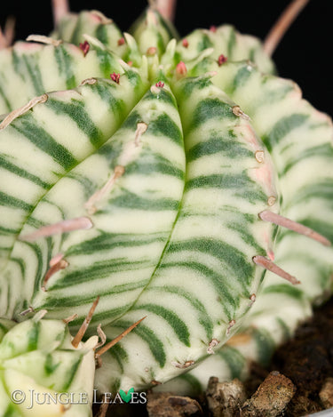 Euphorbia meloformis 'Variegata'
