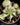 Euphorbia meloformis 'Variegata'