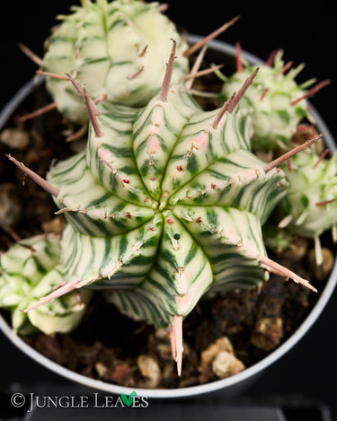 Euphorbia meloformis 'Variegata'