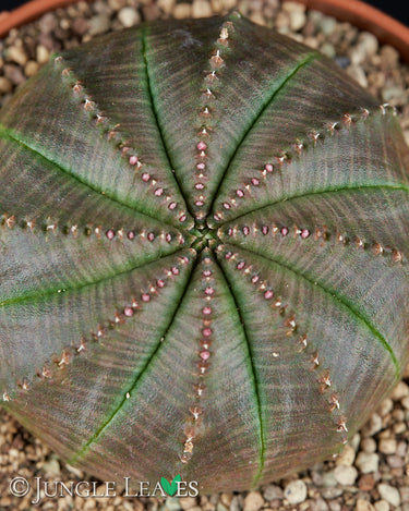 Euphorbia obesa