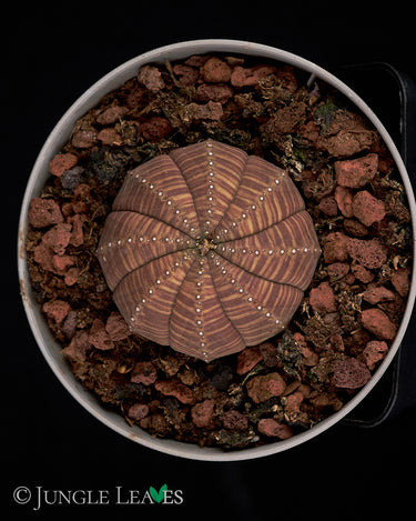 Euphorbia obesa L