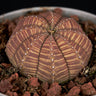 Euphorbia obesa L