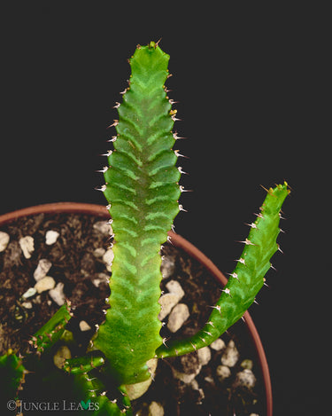 Euphorbia stellata