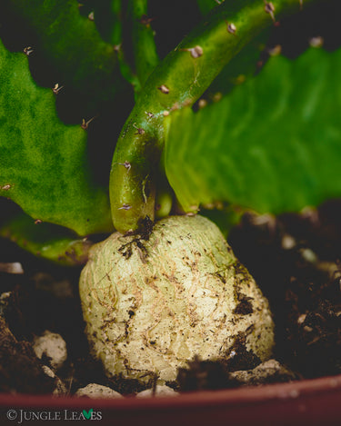 Euphorbia stellata
