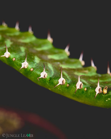 Euphorbia stellata