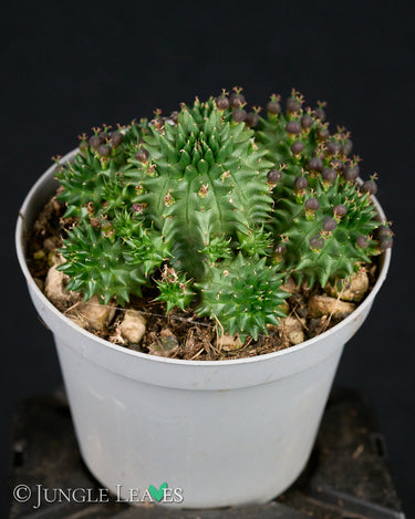 Euphorbia susannae