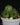 Euphorbia susannae