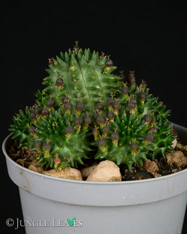Euphorbia susannae