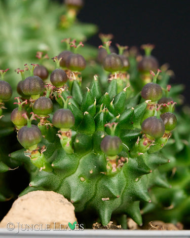 Euphorbia susannae