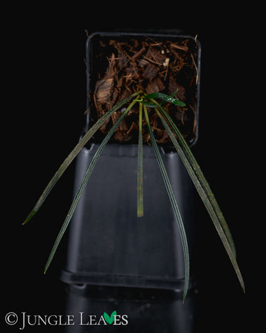Fenestatarum culum
