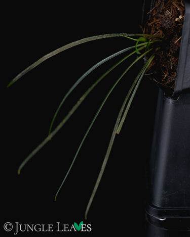 Fenestatarum culum