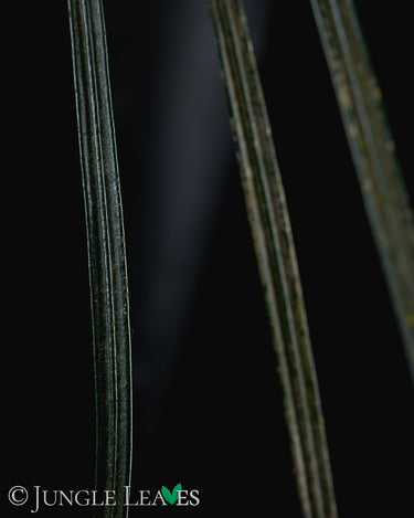 Fenestatarum culum