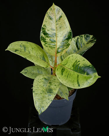 Ficus elastica 'Shivereana Moonshine'