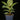 Ficus elastica 'Shivereana Moonshine'